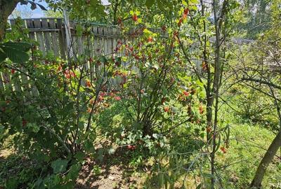 CASA VACANTA-zona pitoreasca minunata - 6