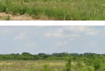 Teren Costestii din Vale, ID: R2582235 - 3