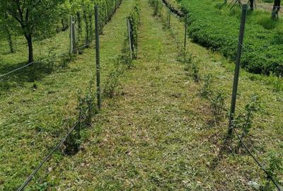 Teren de 2860 mp, în Exterior Vest - 3