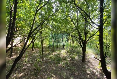 Casă cu 3 camere cu Canalizare în Mărăști - 16