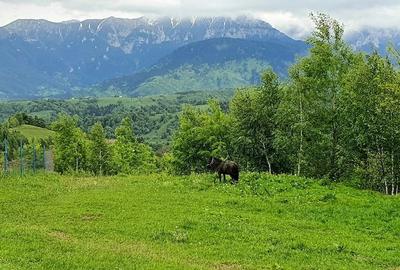 Teren de 2500 mp, în Peștera