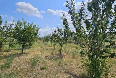 TEREN INTRAVILAN DE VANZARE IN STATIUNEA BALNEOCLIMATERICA TG OCNA ,SUPRAFATA  1 - 2