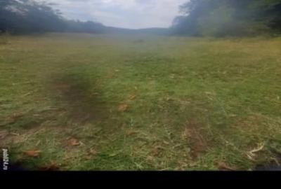 Vând teren în pădure aproape de pădurea colorată - 1