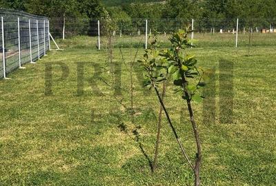 Teren Construcții intravilan de 800 mp, în Botinești - 3