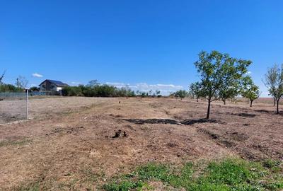 Teren de 1126 mp, în Teiu - 2