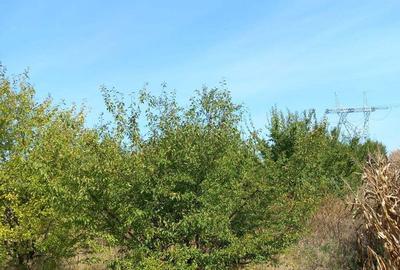 Teren de 3600 mp, în Rădășeni - 4