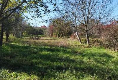 Casă cu 5 camere cu Teren 2200 Mp în Șomcuta Mare - 3
