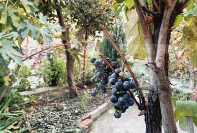 Apartament cu 3 camere, 114 mp, zona Iosefin - 3