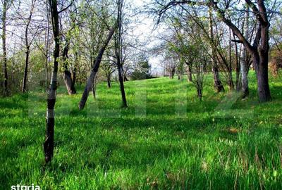Teren de 14000 mp, în Mihai Viteazu