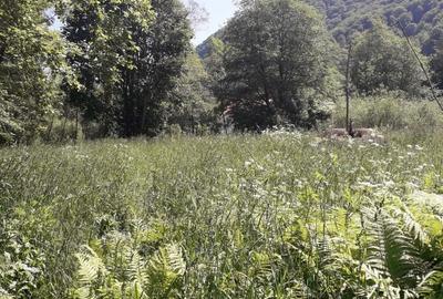 Teren de 10246 mp, în Teregova - 2
