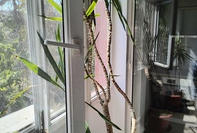 COMISION 0% Apartament cu o camera de inchiriat, etajul 1, zona Brancoveanu - 8