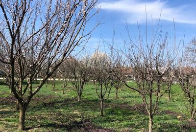 Casă cu 4 camere în Șicula - 9