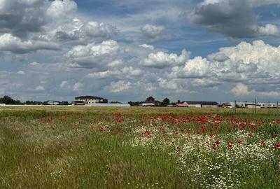Vanzare Teren  construibil Cernica Balaceanca 1000mp - 13