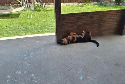 Casă cu Teren 500 Mp în Bobda - 7