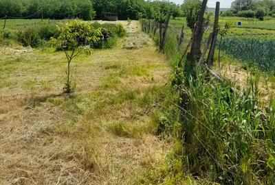 Teren de 2300 mp, în Borșa