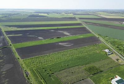 Livada de nuci ?i pruni 2.4ha in Varia?u Mare - 9