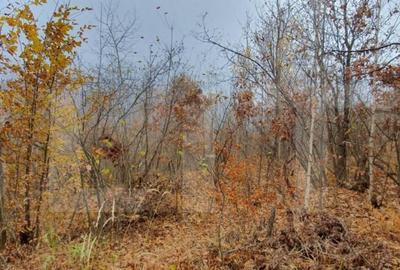 Teren de 3000 mp, în Mănăștur