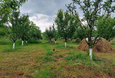 Vand casa mare cu livada, vie, gradina in Fratostita - 2