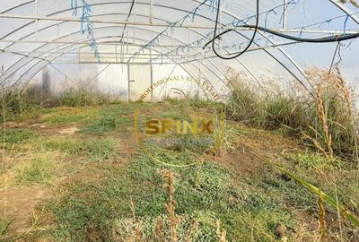 De vanzare ferma Calarasi in stare de conservare - sere - livada - 18