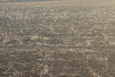 Teren în Brănești - 6