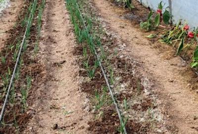 Vand casa batraneasca sat trestia com baita - 2