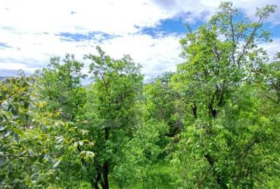 Casa 3 camere si teren 4873 mp in Pietroasa, Moldovenesti - 12