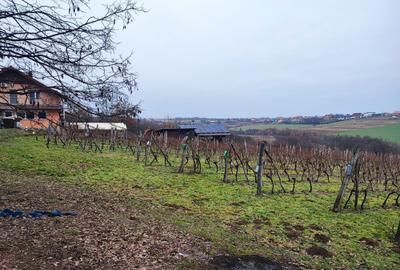 Spațiu comercial, în Viile Satu Mare - 8