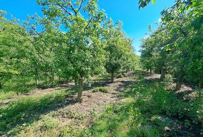 CASA SI LIVADA/ZONA DE DEALURI IMPADURITE/VALEA SCHEII/MANGA/VOINESTI/DAMBOVITA - 20