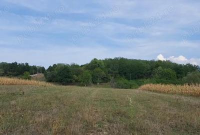 Teren de 18000 mp, în Drăgești - 3
