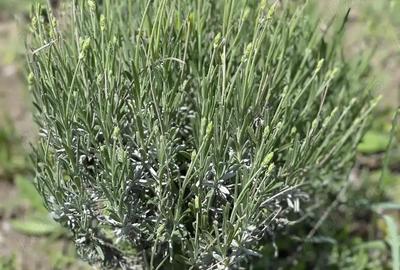 Teren în Central - 2