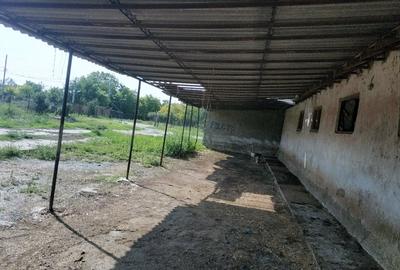 Ferma cu hale 3000 mp si teren 12000 mp, 30 km de Constanta - 8