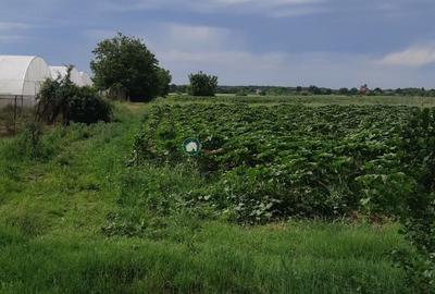 Teren Silistea Snagovului 10.000 mp intravilan+extravilan - 3