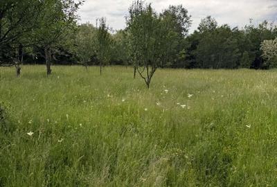Teren de 4000 mp, în Ștubeiu - 10