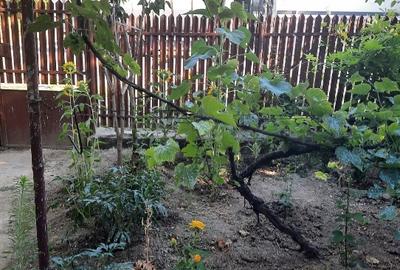 Teren Construcții intravilan de 700 mp, în Hotarele - 3