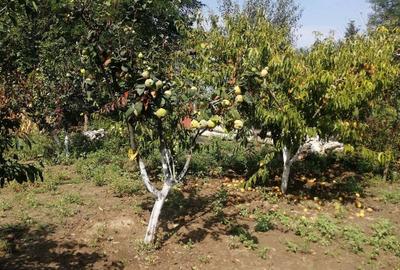 Casă cu 3 camere în Beștepe - 3