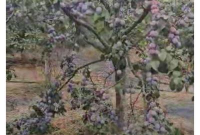 Casă cu 4 camere în Catanele - 7