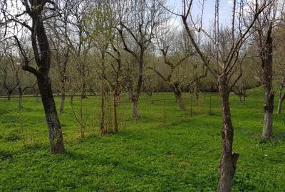 Casă individuală cu 2 camere cu Teren 7000 Mp în Runcu - 3