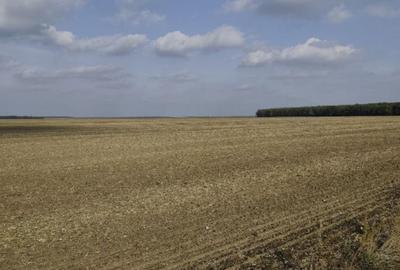 Teren extravilan Varvoru de Jos, jud Dolj - 9