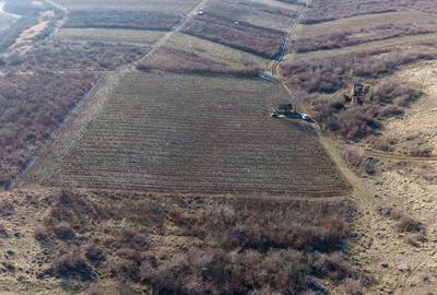 Vita-de-vie Premium  teren de 6800 mp în Covăsinț - 12