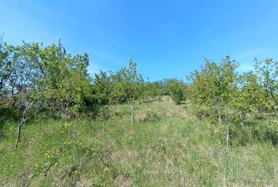 Teren Construcții intravilan de 2160 mp, în Pâclișa - 2