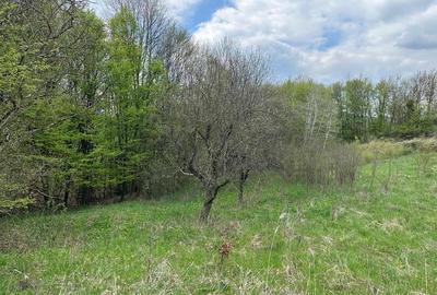 Terenuri extravilane in Luncoiu de Sus, Hunedoara Terenuri extravilane in Luncoiu de Sus, Hunedoara - 3