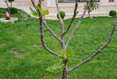 Casă cu 4 camere cu Teren 420 Mp în Cumpăna - 6