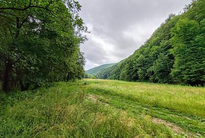 2,64 Ha TEREN SUPERB pe malul raului Crisul Repede padure parau NEGRENI - CLUJ - 4