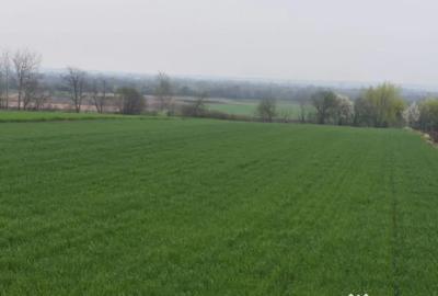 Teren de 6000 mp, în Horodnic - 4