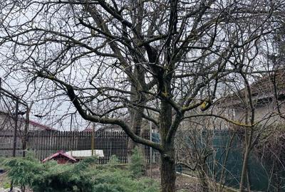 Casă cu 3 camere în Brănești - 6