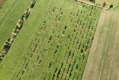 Teren intravilan de 14527 mp, în Aușeu - 10