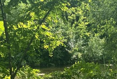 Teren de 10000 mp, în Vicovu de Sus - 2