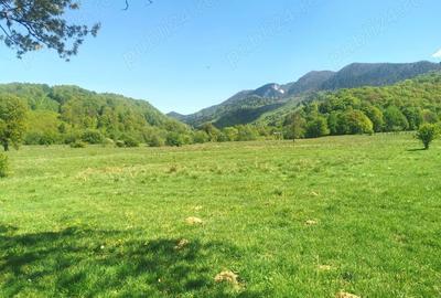 Teren de 25500 mp, în Cheile Râșnoavei - 2
