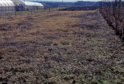 Vand casa batraneasca + teren intravilan - 4