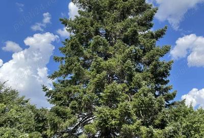 Casă cu 2 camere cu Teren 800 Mp în Fundeni - 1